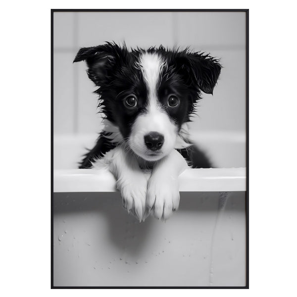 Border Collie Puppy in the Bath – Black & White Dog Photography